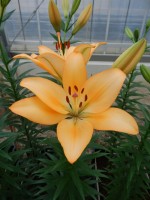 [5082 Royal Trinity No01.JPG]